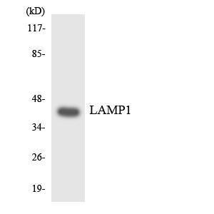 Western blot analysis of the lysates from COLO205 cells using Anti-LAMP1 Antibody