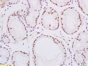 Anti-PPARD Rabbit Polyclonal Antibody