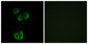 Antibody anti-CELSR3 100 µg