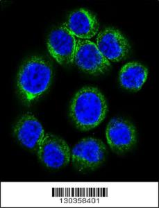 Anti-EPOR Rabbit Polyclonal Antibody (PE (Phycoerythrin))