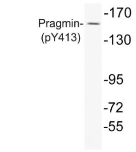 Western blot analysis of lysate from A549 cells using Anti-Pragmin (phospho Tyr413) Antibody