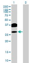 Anti-OVOL2 Mouse Polyclonal Antibody