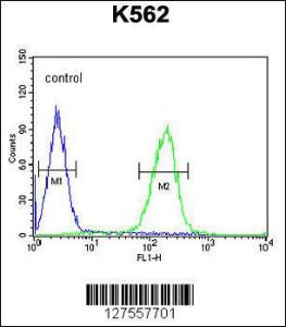 Anti-POTEE Rabbit Polyclonal Antibody (AP (Alkaline Phosphatase))