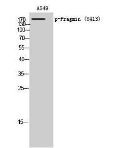 Western blot analysis of A549 cells using Anti-Pragmin (phospho Tyr413) Antibody