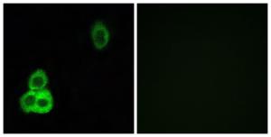 Immunofluorescence analysis of HepG2 cells using Anti-CELSR1 Antibody The right hand panel represents a negative control, where the antibody was pre-incubated with the immunising peptide