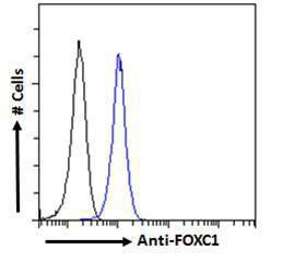 Anti-FOXC1 Antibody (A83940) - Flow cytometric analysis of paraformaldehyde fixed HEK293 cells (blue line), permeabilized with 0