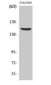 Western blot analysis of various cells using Anti-PARD3 Antibody