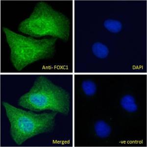 Anti-FOXC1 Antibody (A83940) - Immunofluorescence analysis of paraformaldehyde fixed U2OS cells, permeabilized with 0.15% Triton. Primary incubation 1hr (10 µg/ml) followed by Alexa Fluor 488 secondary antibody (2 µg/ml), showing nuclear and cytoplasmic staining