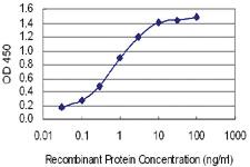 Anti-HTR2B Mouse Monoclonal Antibody [clone: 4A4]