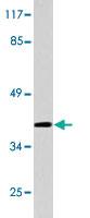 Anti-PGC Rabbit Polyclonal Antibody