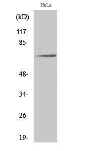 Western blot analysis of various cells using Anti-Paxillin (phospho Tyr31) Antibody