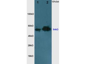 Anti-NAMPT Rabbit Polyclonal Antibody