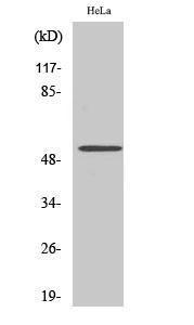 Western blot analysis of various cells using Anti-CELF-1 Antibody