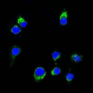 Anti-Lambda Light Chain Mouse Monoclonal Antibody [clone: HP6054]