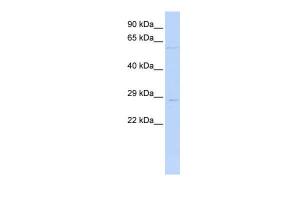 Anti-MRPL10 Rabbit Polyclonal Antibody