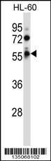 Anti-FKRP Rabbit Polyclonal Antibody (Biotin)