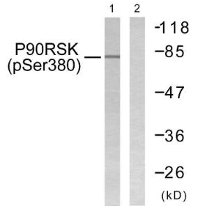 Antibody anti-P90 RSK phospho SER380