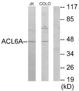 Western blot analysis of lysates from Jurkat and COLO205 cells using Anti-ACTL6A Antibody. The right hand lane represents a negative control, where the antibody is blocked by the immunising peptide