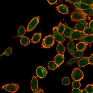 Immunofluorescent analysis of PFA fixed HeLa cells stained with Anti-OVOL2 Antibody [PCRP-OVOL2-2A1] followed by Goat Anti-Mouse IgG (CF&#174; 488) (Green). Counterstain is Phalloidin (Red).