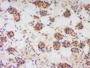 Anti-NAMPT Rabbit Polyclonal Antibody