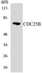 Anti-Cdc25B Rabbit Polyclonal Antibody