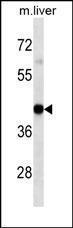 Anti-HLA-A Mouse Monoclonal Antibody (HRP (Horseradish Peroxidase)) [clone: 7G7F9]