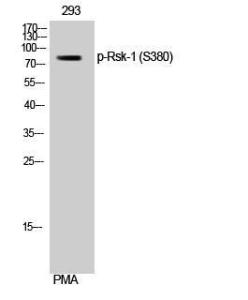 Antibody anti-P90 RSK phospho SER380