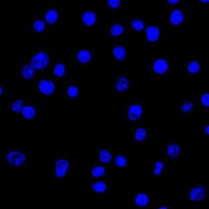 Anti-Lambda Light Chain Mouse Monoclonal Antibody [clone: HP6054]