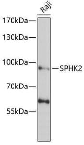 Western blot analysis of extracts of Raji cells, using Anti-SPHK2 Antibody (A9987) at 1:1,000 dilution