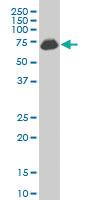 Anti-PARN Mouse Polyclonal Antibody