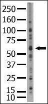 Anti-SENP2 Rabbit Polyclonal Antibody (Biotin)