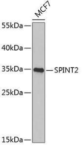 Anti-HGFA Inhibitor 2 antibody