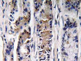 Anti-PGC Rabbit Polyclonal Antibody