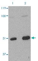 Anti-TARDBP Rabbit Polyclonal Antibody