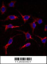 Anti-ERAS Rabbit Polyclonal Antibody (FITC (Fluorescein Isothiocyanate))