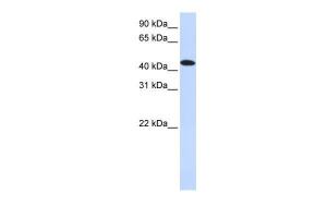 Anti-MKNK2 Rabbit Polyclonal Antibody