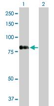 Anti-RASGRP4 Rabbit Polyclonal Antibody