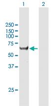 Anti-CCT8L2 Rabbit Polyclonal Antibody