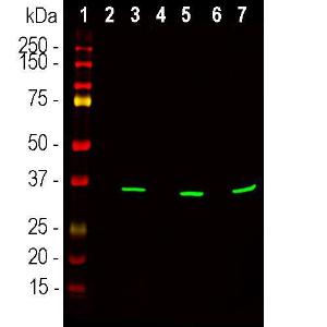 Western blot analysis of lysates of cell fractions probed with Anti-Fibrillarin antibody