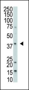 Anti-DUSP1 Rabbit Polyclonal Antibody (Biotin)