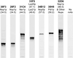 Western blots of whole yeast protein extracts with a collection of our Antibodyies. The blot for Anti-Nop1p Antibody (A85371) is in the indicated lane, and the number indicates the SDS-PAGE molecular weight in kiloDaltons