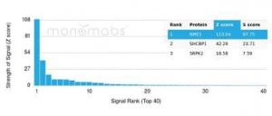 Analysis of protein array containing more than 19,000 full-length human proteins using Anti-NME1 Antibody [NME1/2737]