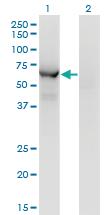 Anti-CCT8L2 Mouse Monoclonal Antibody [clone: 1G8]