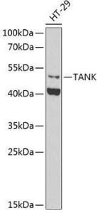 Western blot analysis of extracts of HT-29 cells, using Anti-TANK/TRAF2 Antibody (A9990) at 1:1,000 dilution