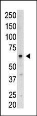 Anti-SENP3 Rabbit Polyclonal Antibody