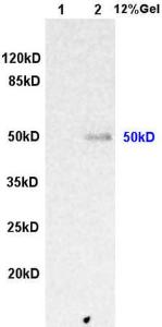 Anti-ILK Rabbit Polyclonal Antibody