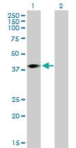 Anti-ACTRT3 Mouse Polyclonal Antibody