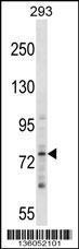 Anti-ZNF81 Rabbit Polyclonal Antibody (FITC (Fluorescein Isothiocyanate))