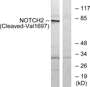 Anti-Notch2 Rabbit Polyclonal Antibody