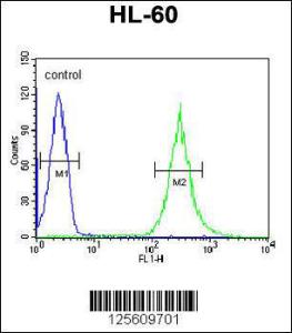 Anti-ENPP7 Rabbit Polyclonal Antibody